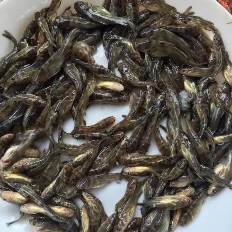 黄颡鱼苗黄骨鱼苗杂交黄辣丁昂刺鱼全雄