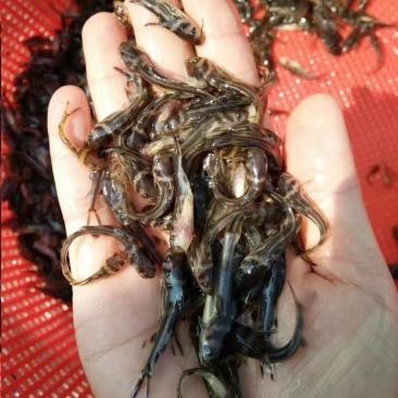 黄颡鱼苗黄骨鱼苗杂交黄辣丁昂刺鱼全雄