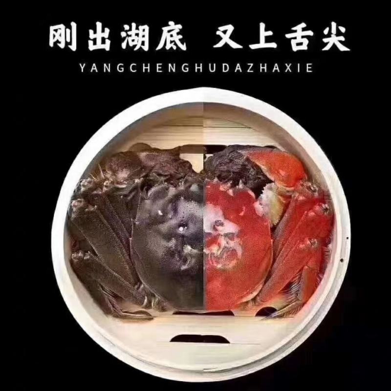 高端大闸蟹领导品牌——黄金蟹