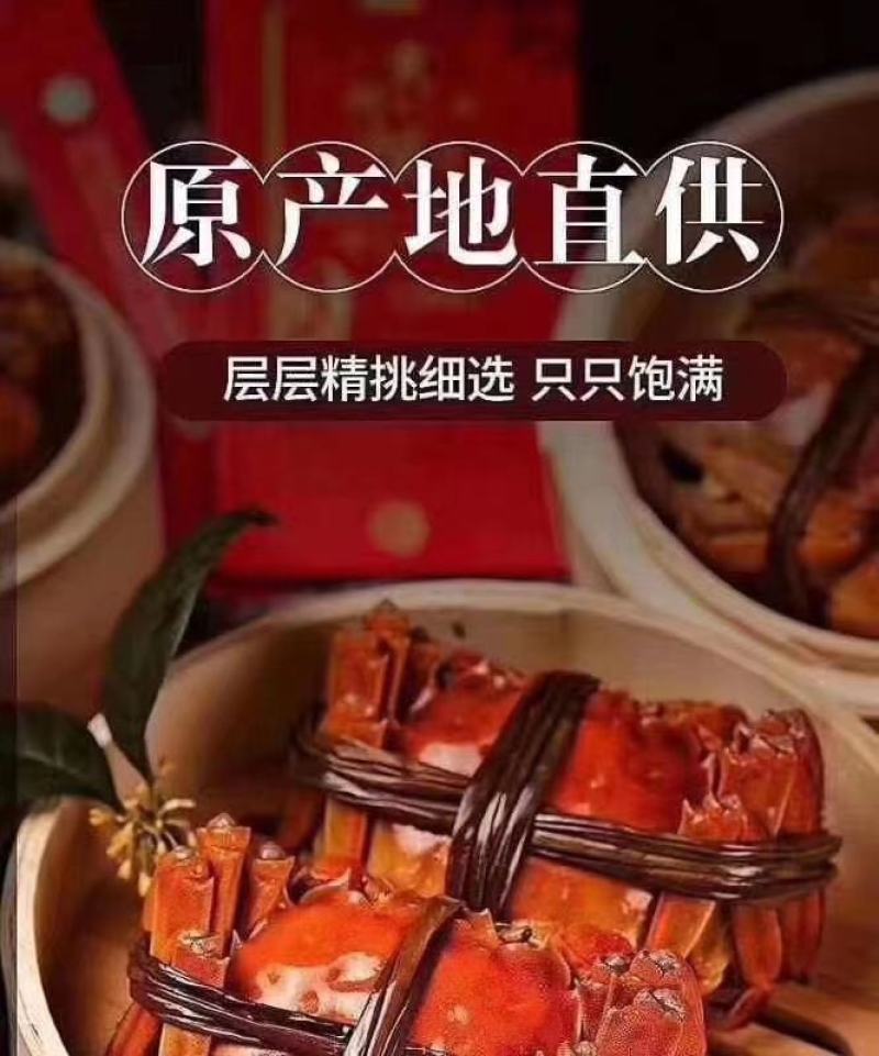 高端大闸蟹领导品牌——黄金蟹