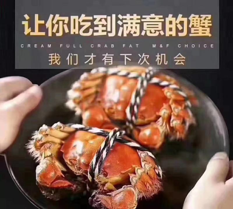 高端大闸蟹领导品牌——黄金蟹