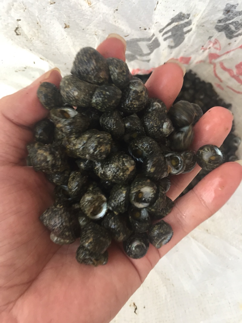 芝麻螺，天然海产，大量供应