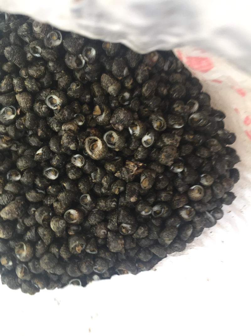 芝麻螺，天然海产，大量供应