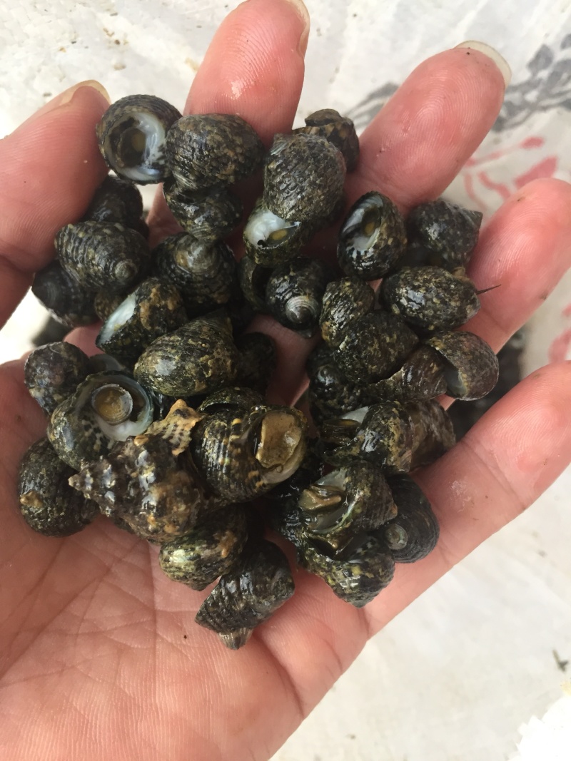 芝麻螺，天然海产，大量供应