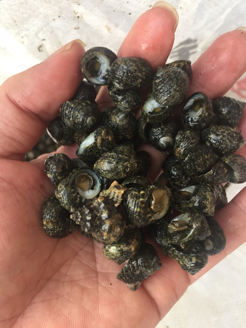 芝麻螺，天然海产，大量供应