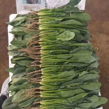 河北邯郸永年精品菠菜供应各大超市市场