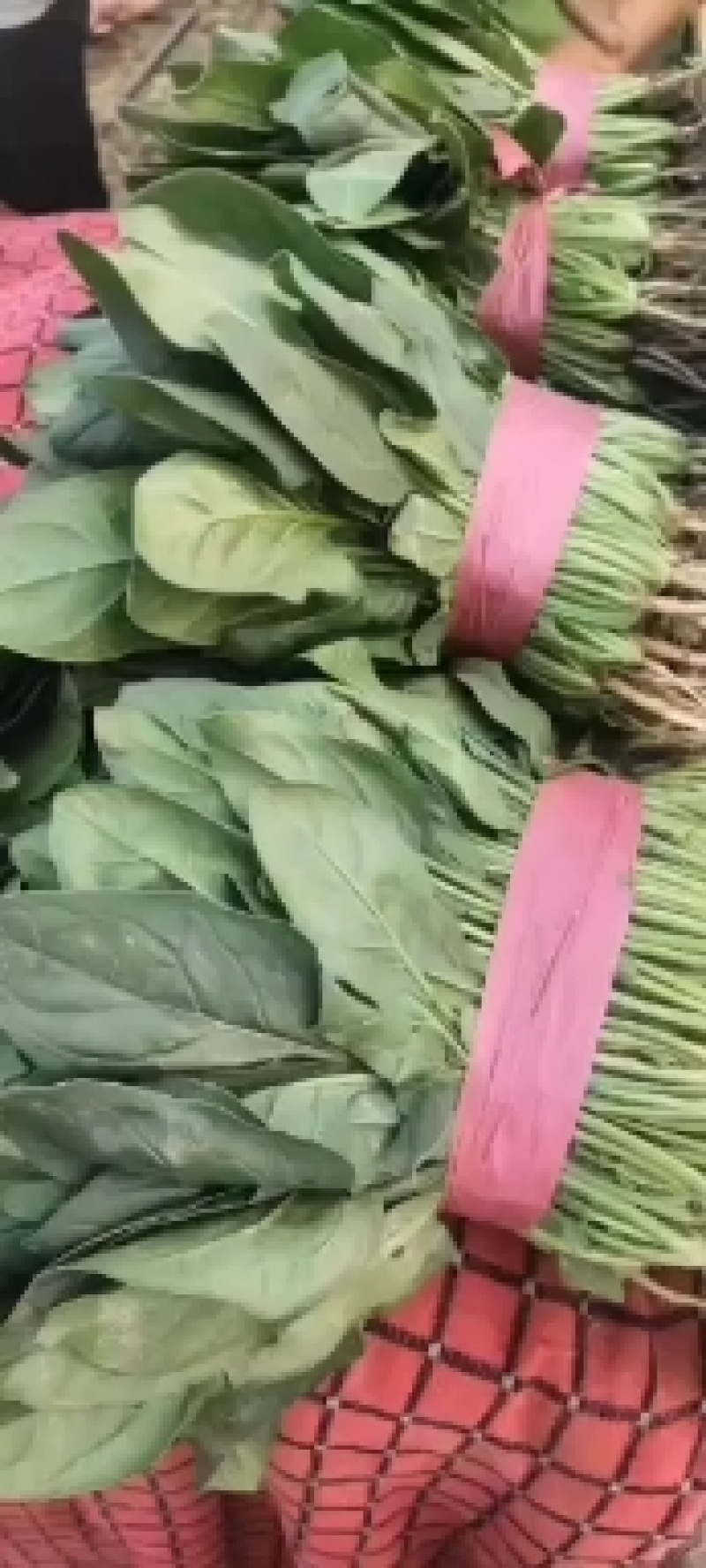 河北邯郸永年精品菠菜供应各大超市市场