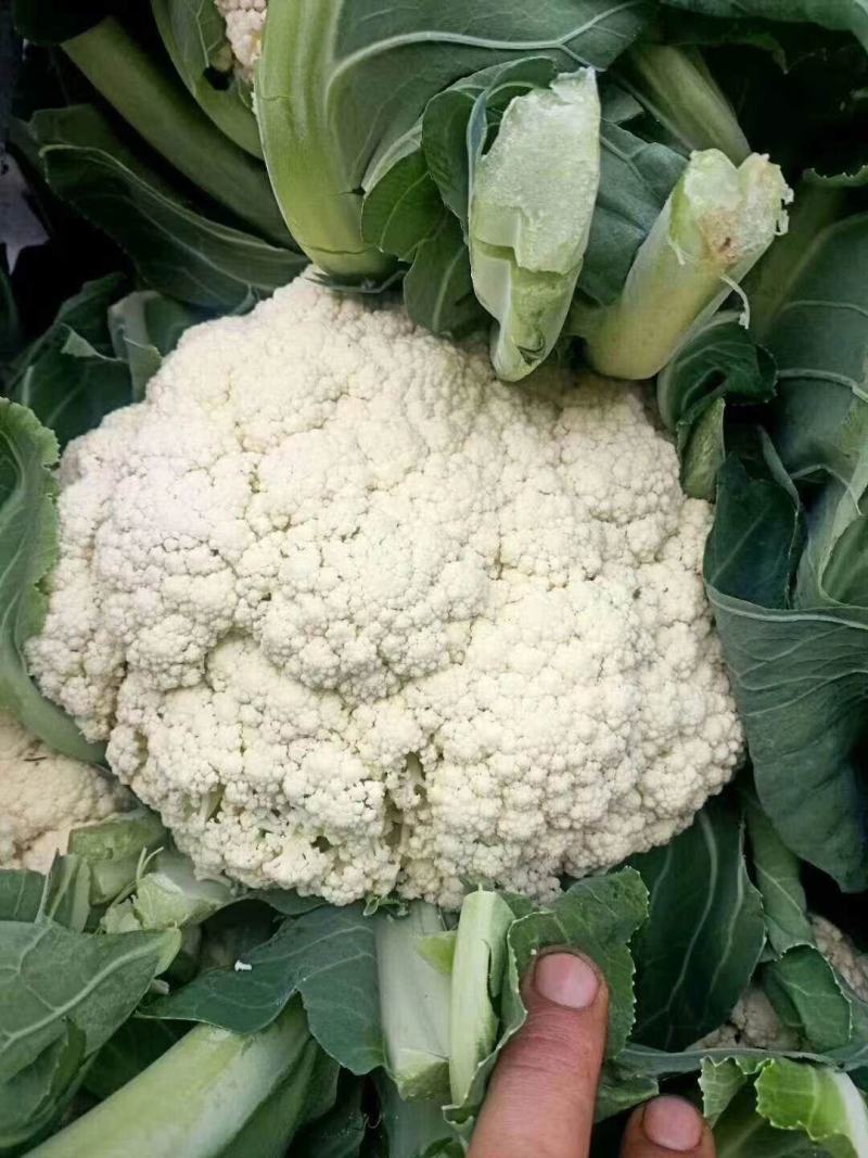 河北邯郸永年精品菜花供应各大超市市场