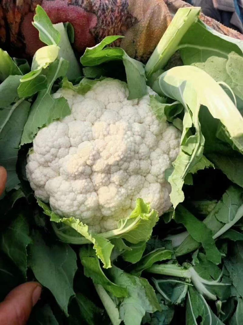 河北邯郸永年精品菜花供应各大超市市场