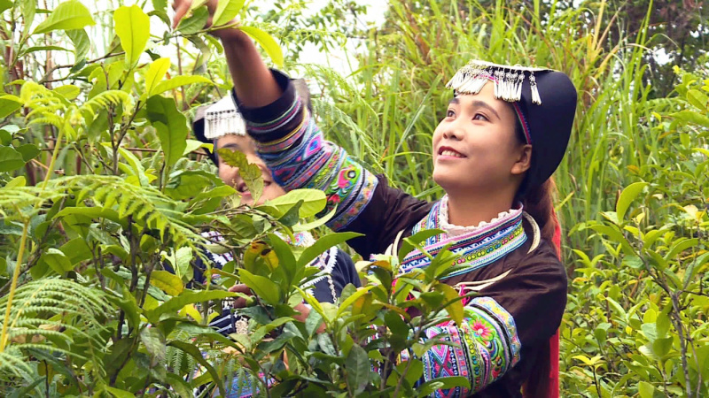 云南野放茶急找收购者