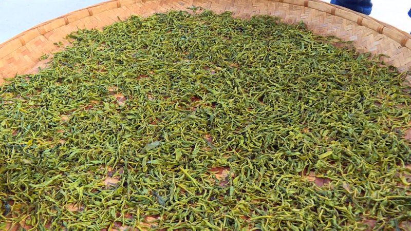 云南野放茶急找收购者