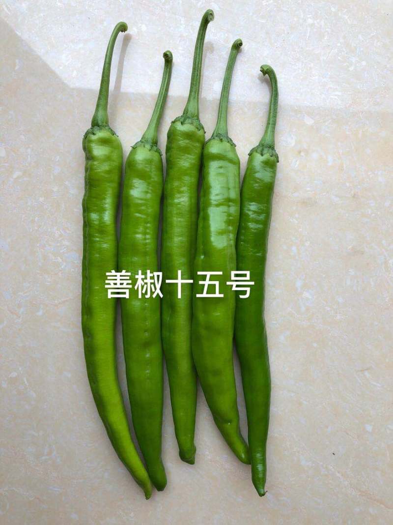 善椒十五号杂交辣椒种子早熟软皮尖椒大棚露地均可种植高产抗