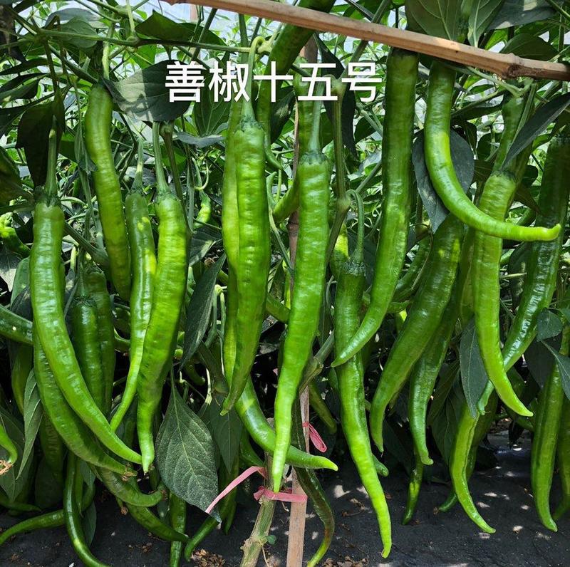 善椒十五号杂交辣椒种子早熟软皮尖椒大棚露地均可种植高产抗