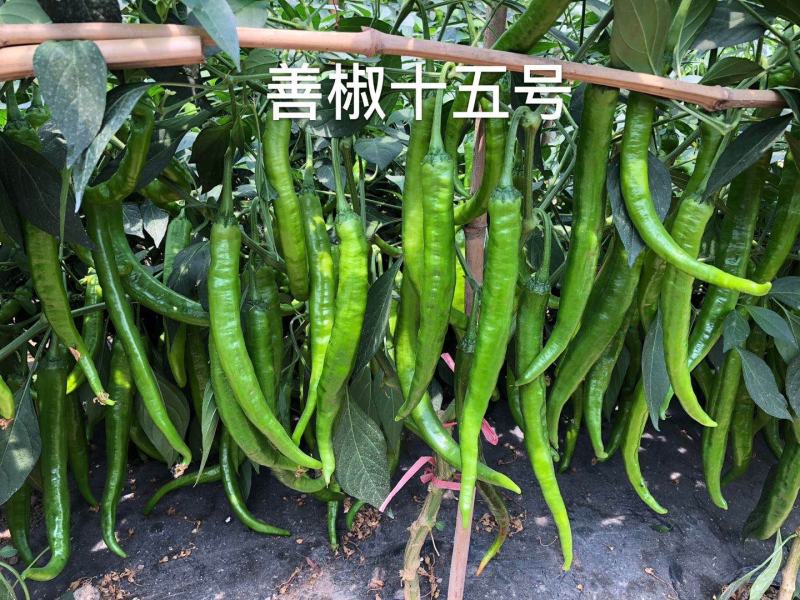 善椒十五号杂交辣椒种子早熟软皮尖椒大棚露地均可种植高产抗