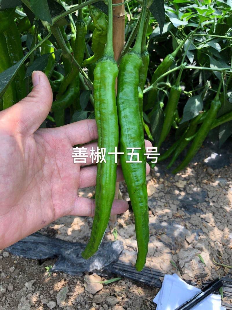 善椒十五号杂交辣椒种子早熟软皮尖椒大棚露地均可种植高产抗