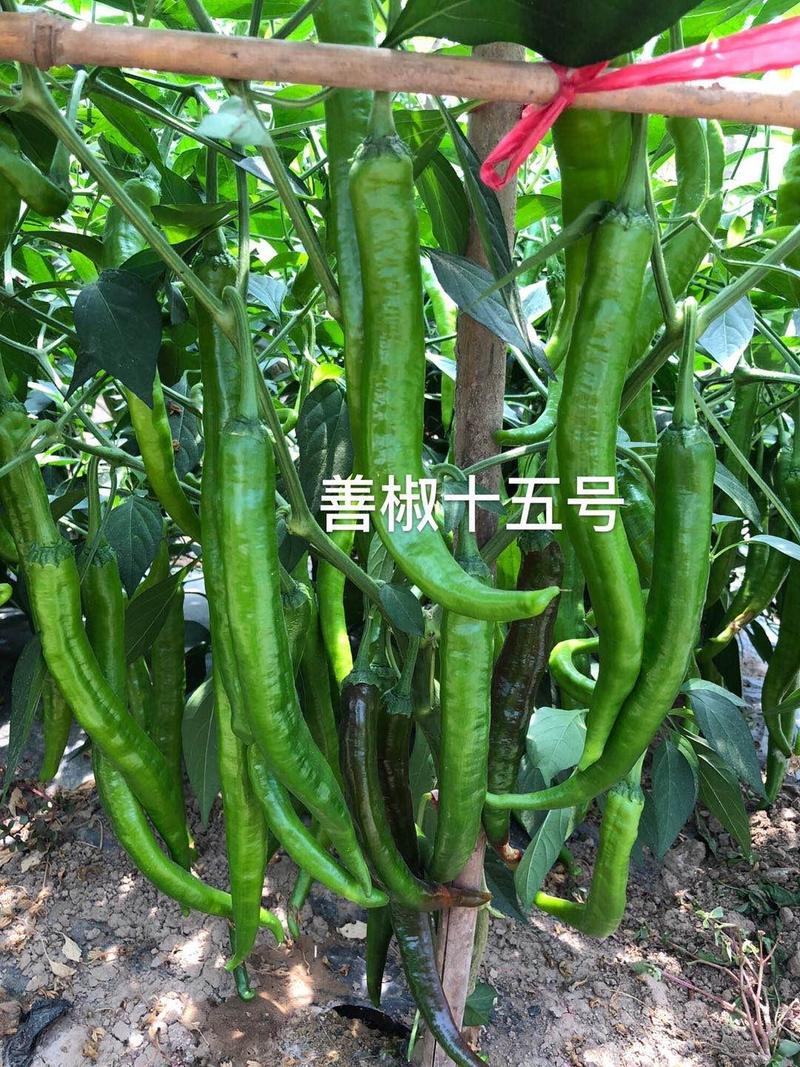善椒十五号杂交辣椒种子早熟软皮尖椒大棚露地均可种植高产抗