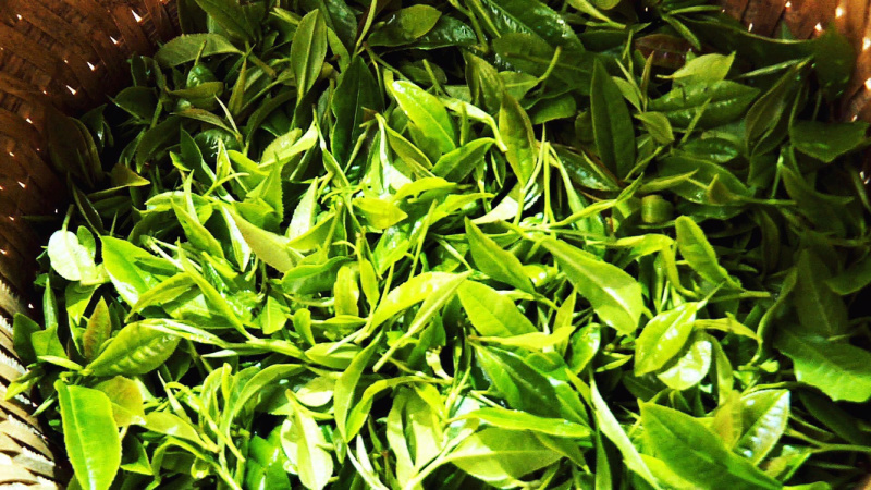 云南野放茶急找收购者