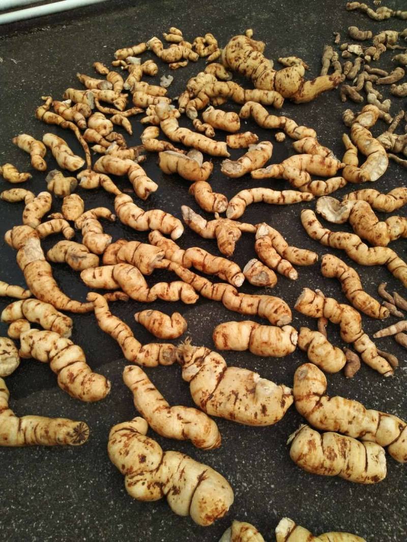 刮皮防己粉质好。个大。