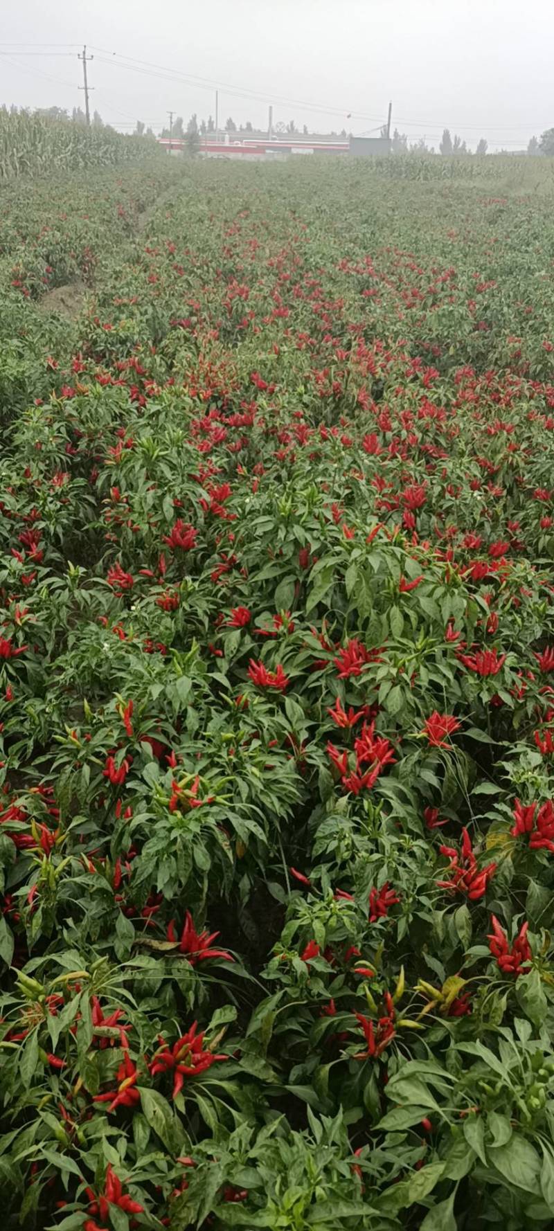 河北石家庄无极三樱干辣椒，物美价廉，货源充足，口味香辣，