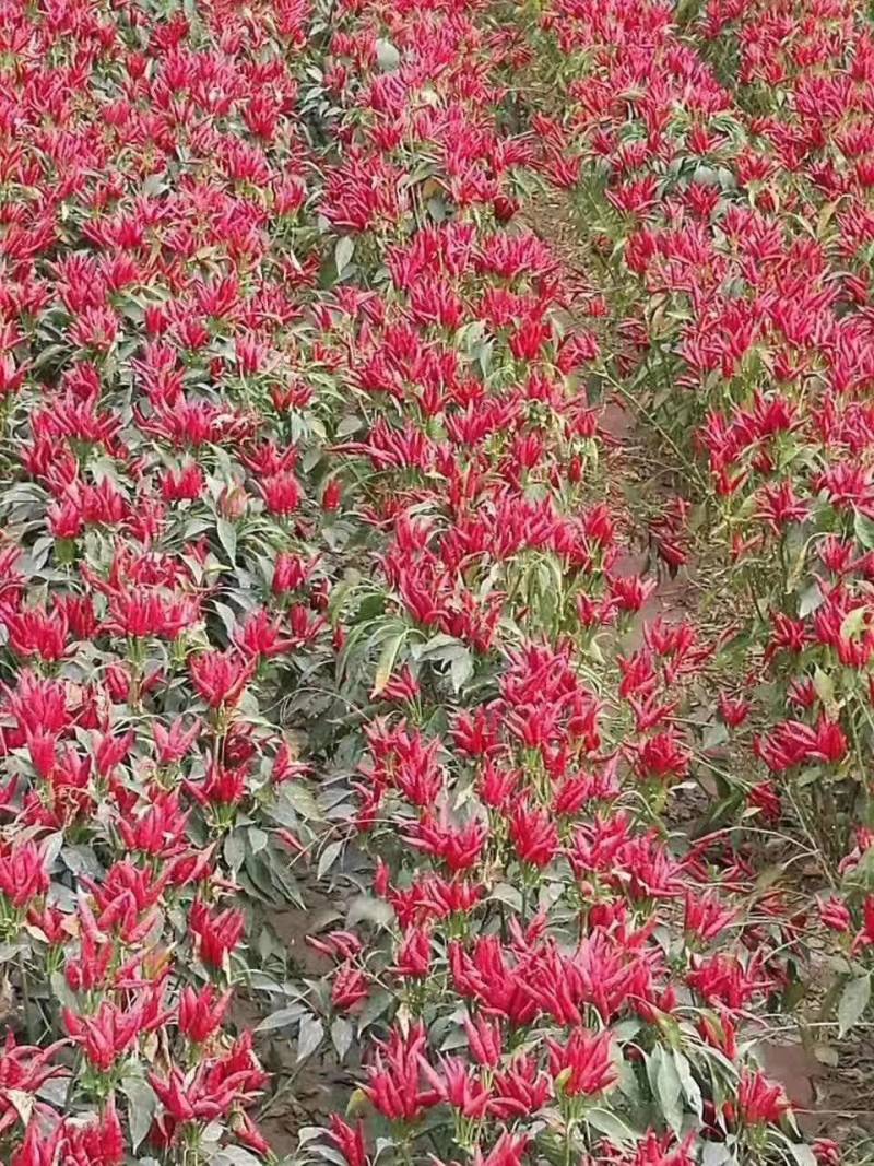 河北石家庄无极三樱干辣椒，物美价廉，货源充足，口味香辣，