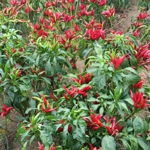 河北石家庄无极三樱干辣椒，物美价廉，货源充足，口味香辣，