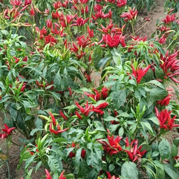 河北石家庄无极三樱干辣椒，物美价廉，货源充足，口味香辣，