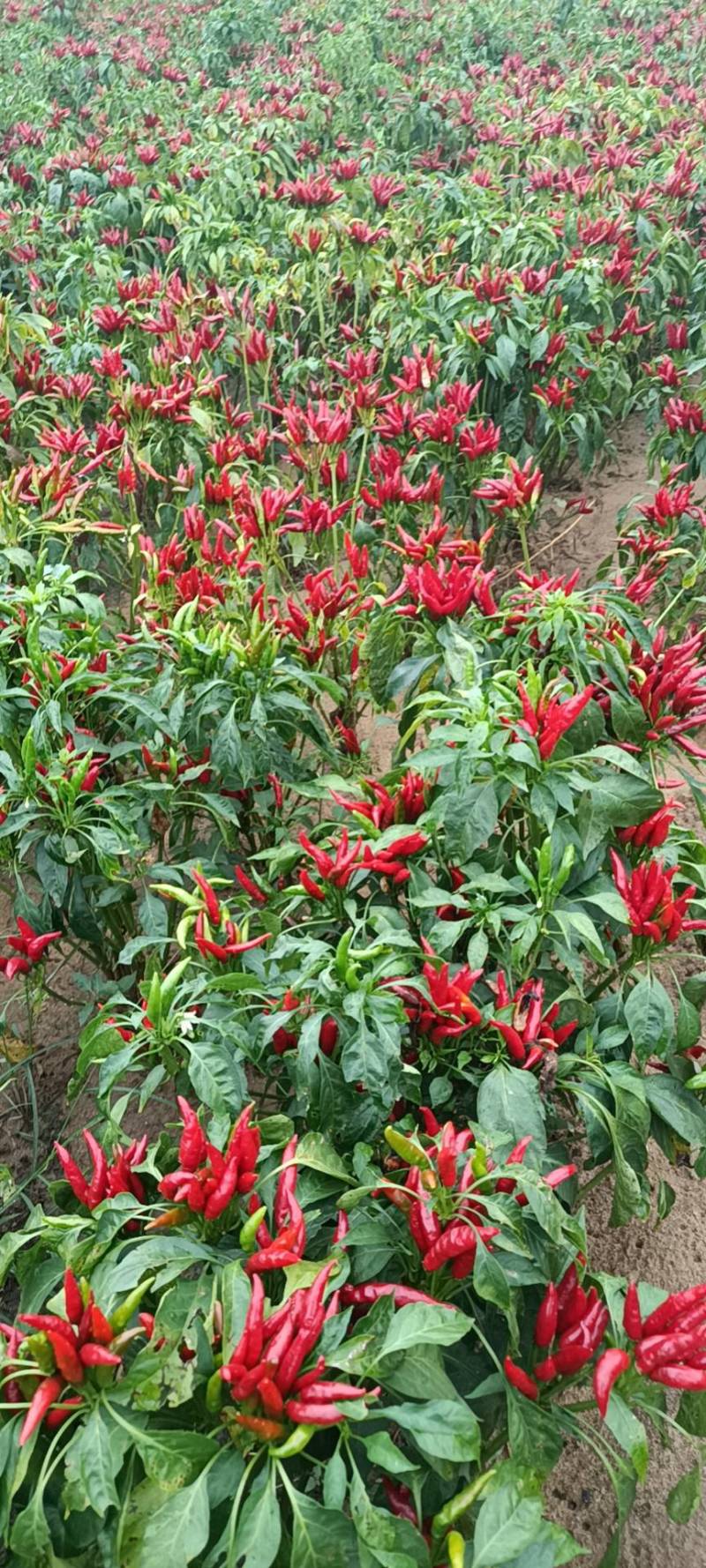 河北石家庄无极三樱干辣椒，物美价廉，货源充足，口味香辣，
