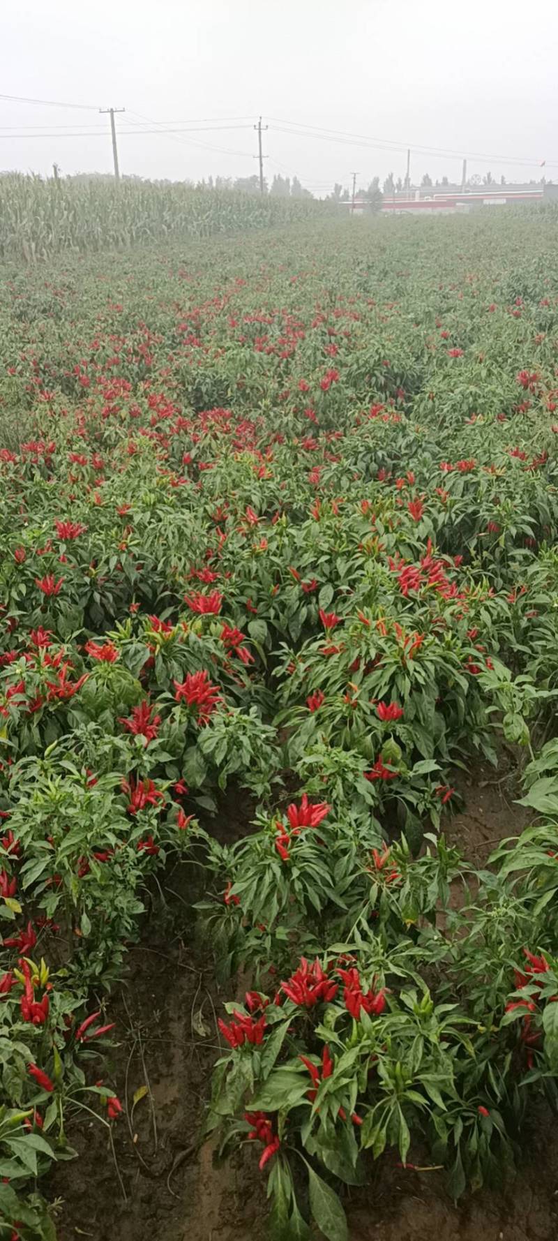 河北石家庄无极三樱干辣椒，物美价廉，货源充足，口味香辣，
