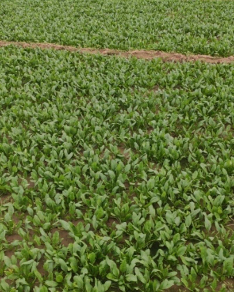 菠菜质量好，叶面厚，可打捆，可装框。