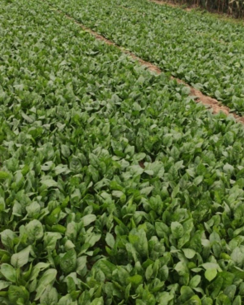 菠菜质量好，叶面厚，可打捆，可装框。