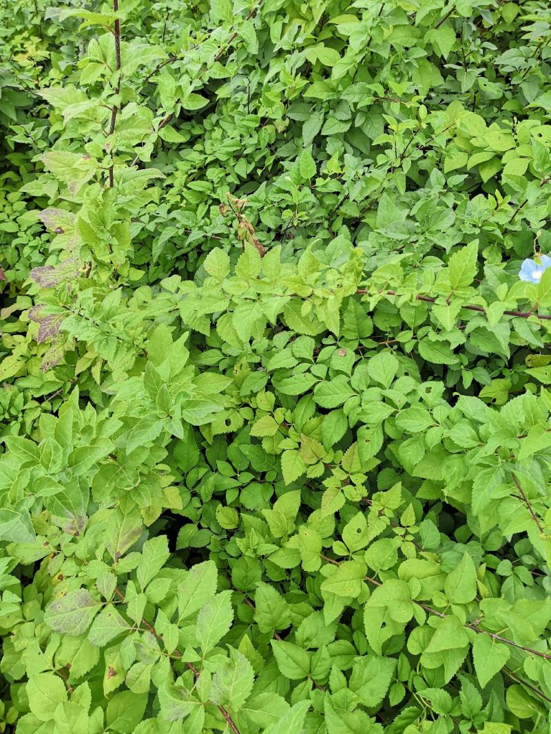 河北定州药用华北连翘小苗园林绿化苗木树苗连翘苗籽播药材苗