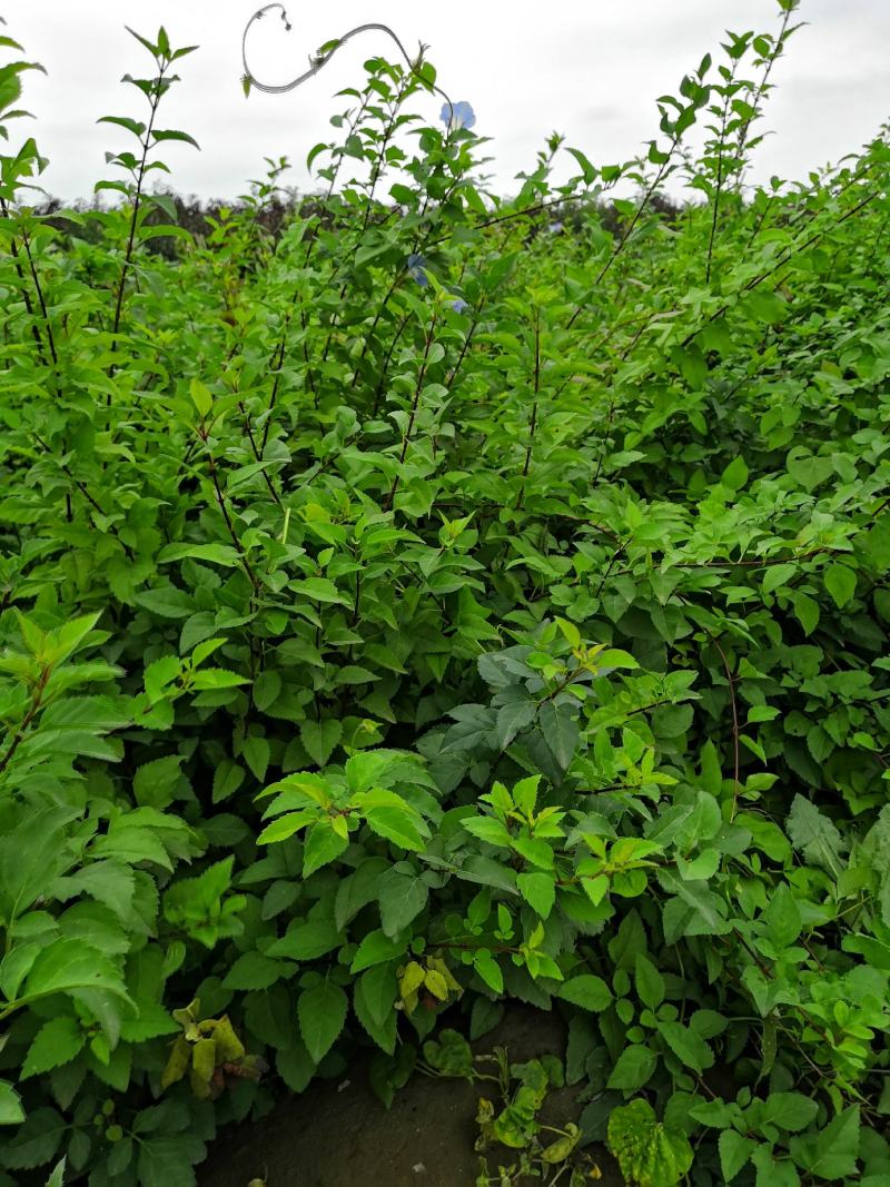 河北定州药用华北连翘小苗园林绿化苗木树苗连翘苗籽播药材苗