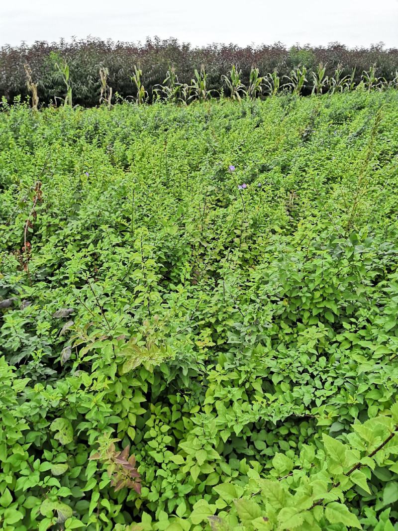 河北定州药用华北连翘小苗园林绿化苗木树苗连翘苗籽播药材苗