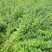 河北定州药用华北连翘小苗园林绿化苗木树苗连翘苗籽播药材苗