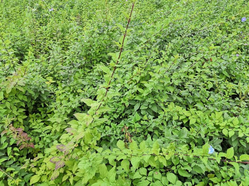 河北定州药用华北连翘小苗园林绿化苗木树苗连翘苗籽播药材苗