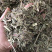 香茅草香茅草切段支持线上交易量大从优
