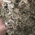 香茅草香茅草切段支持线上交易量大从优