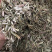 香茅草香茅草切段支持线上交易量大从优