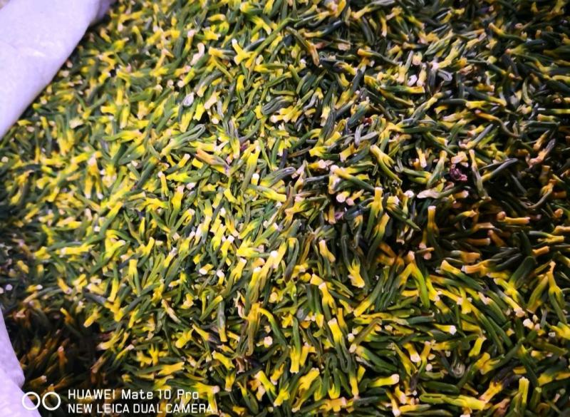 莲子芯选货无杂质各种规格量大从优单斤包邮