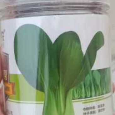 窄帮绿霸青梗菜价格合理质量保证
