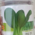 窄帮绿霸青梗菜价格合理质量保证
