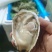 精品生蚝薄壳三倍体，乳山产地养殖场直供，高压锅生蚝烧烤蚝