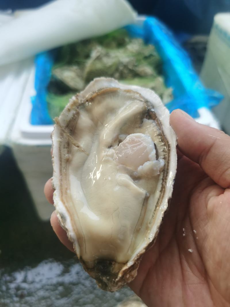 精品生蚝薄壳三倍体，乳山产地养殖场直供，高压锅生蚝烧烤蚝