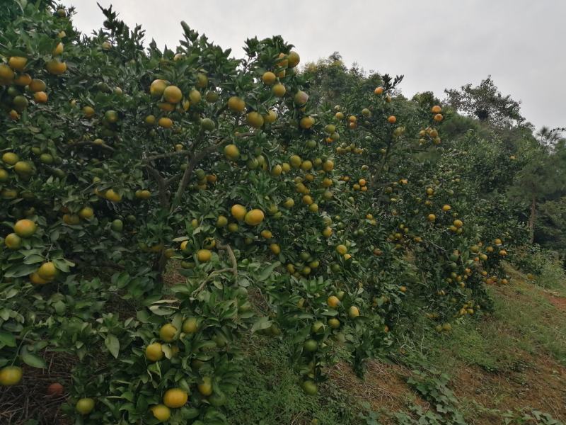 特早蜜橘大量上市，果皮超靓，果大，味道酸甜