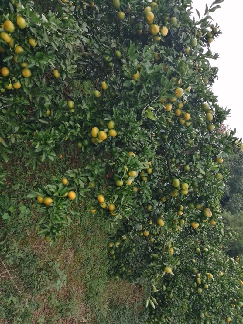 特早蜜橘大量上市，果皮超靓，果大，味道酸甜