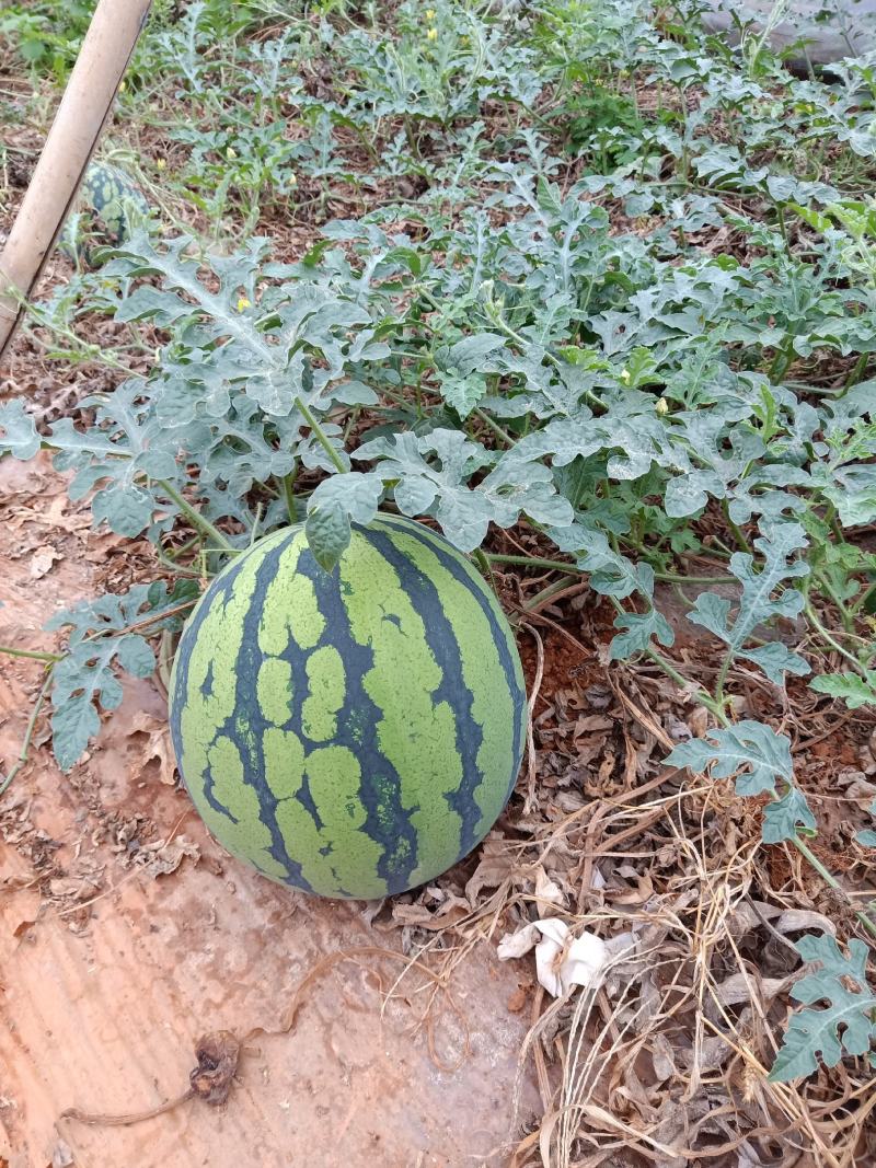 昆明安宁市美都西瓜甜