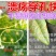 沪联植保47%春雷·王铜柑橘树溃疡病杀菌剂