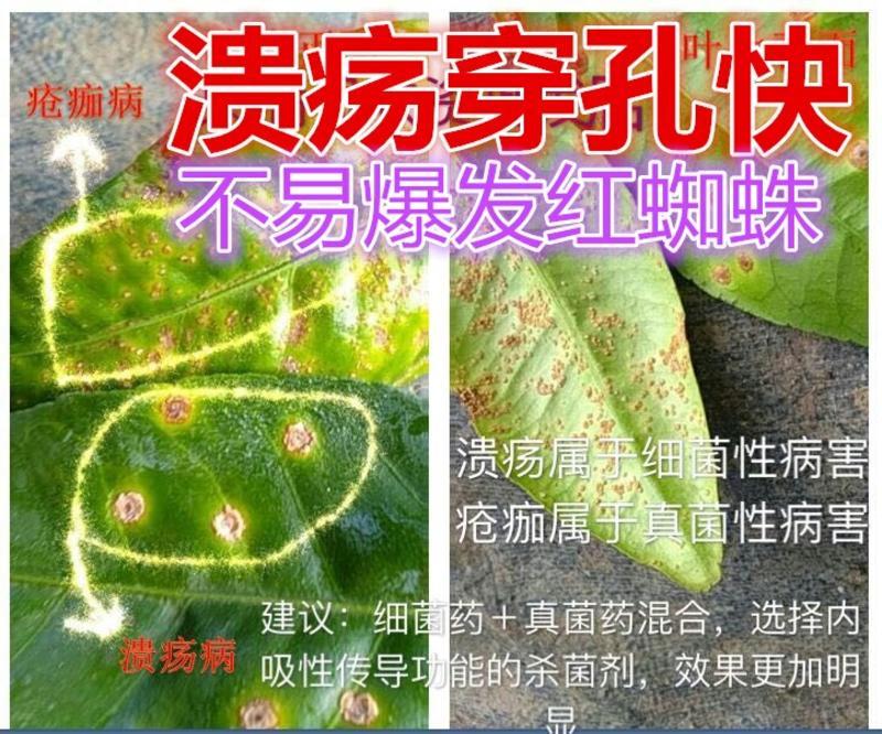 沪联植保47%春雷·王铜柑橘树溃疡病杀菌剂