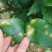 沪联植保47%春雷·王铜柑橘树溃疡病杀菌剂