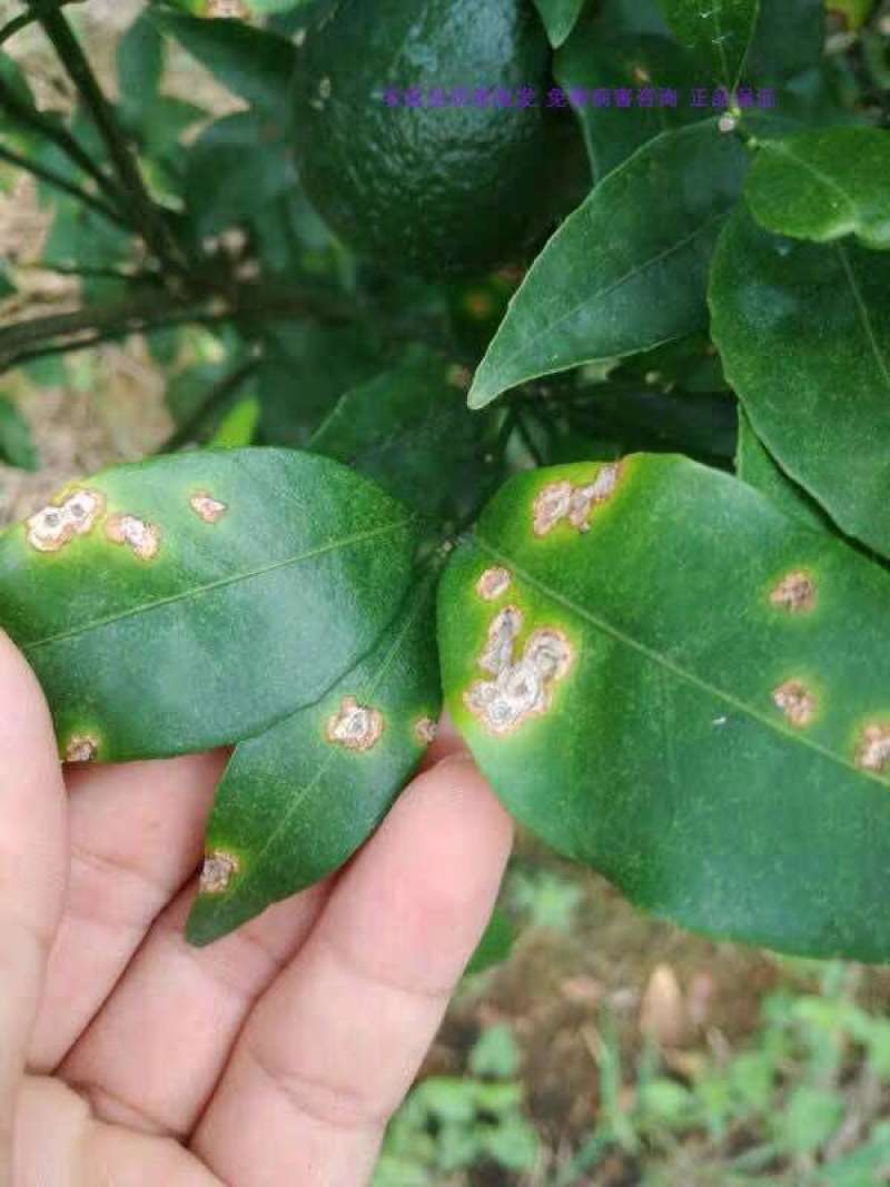 沪联植保47%春雷·王铜柑橘树溃疡病杀菌剂
